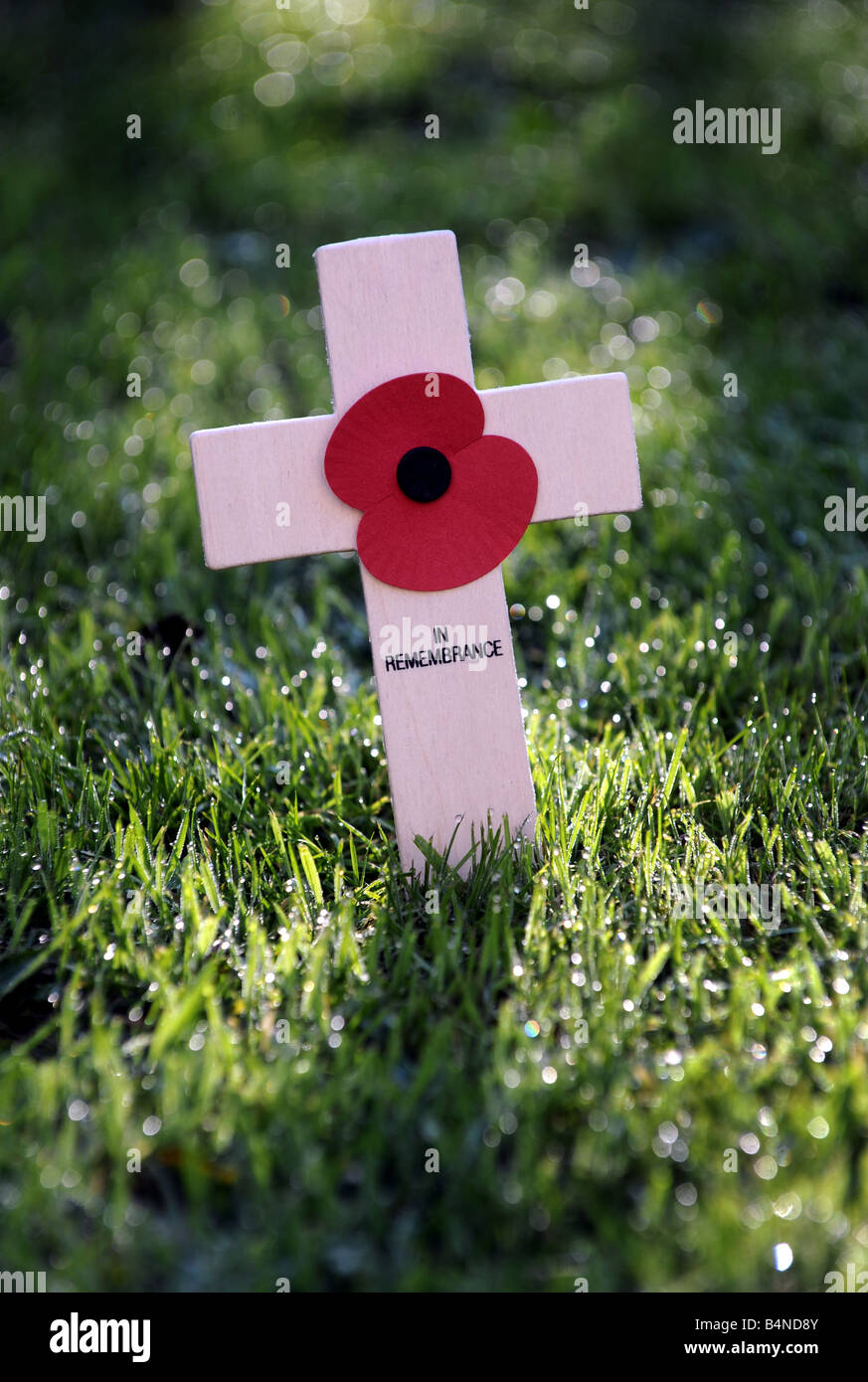 A BRITISH REMEMBRANCE POPPY ON CROSS IN FIELD OF GRASS. Stock Photo