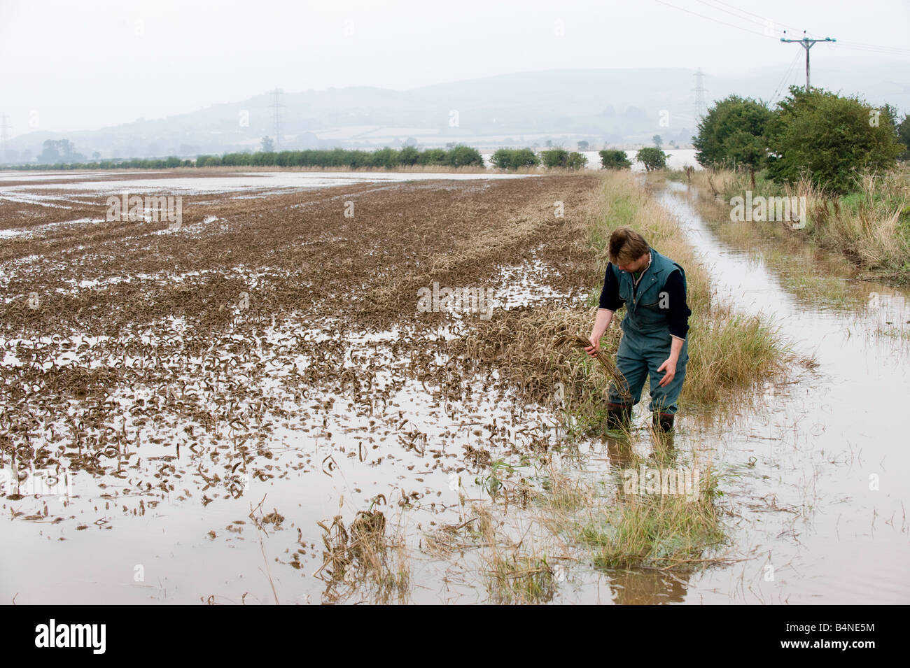 Farmer inspecting damage in flooded wheat field Wooler Northumberland Stock Photo