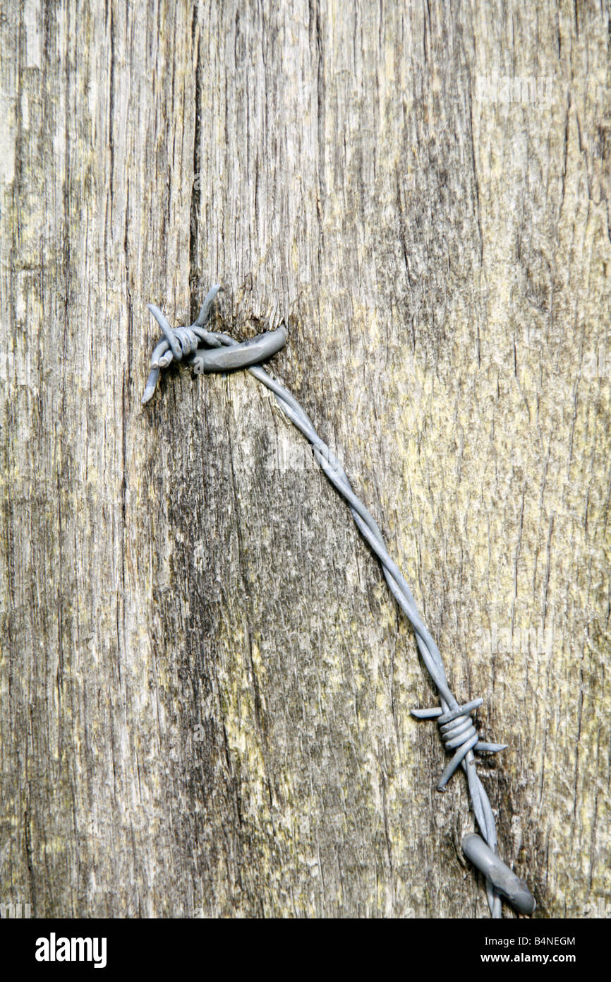 barbed wire fence nailed to wooden pole on farm Stock Photo