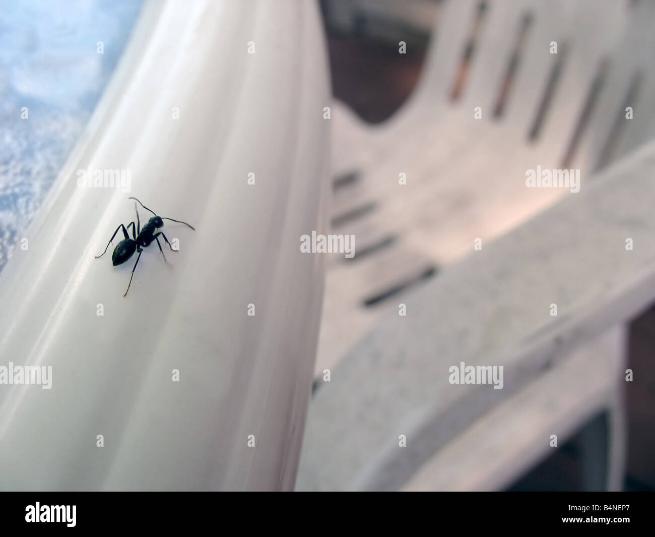 A unique perspective of a common carpenter ant This little guy looks lost a closeup over a white surface Stock Photo