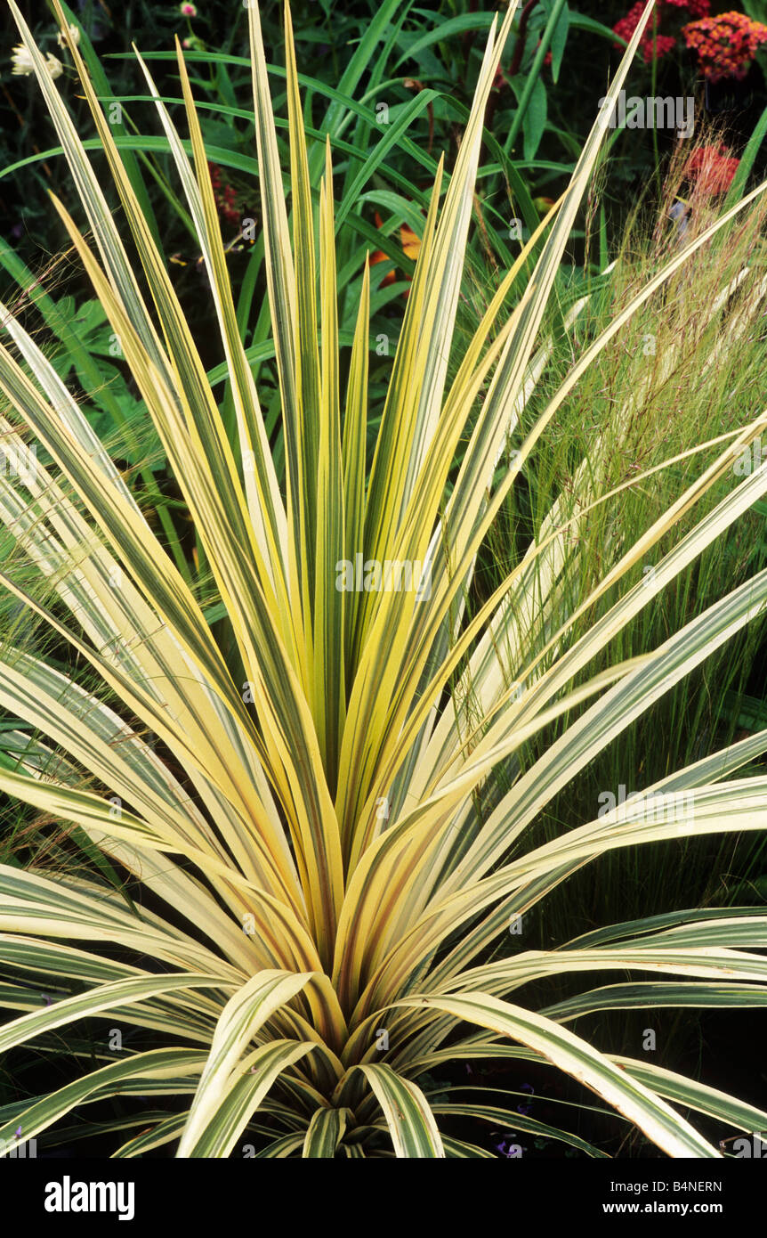 Cordyline Torbay Dazzler green and yellow leaf leaves foliage plant Stock Photo 20141625 Alamy