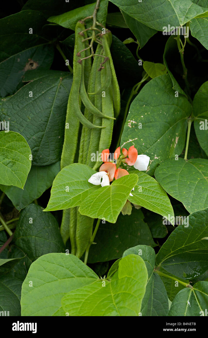 Runner Bean plant, Phaseolus Coccineus Stock Photo