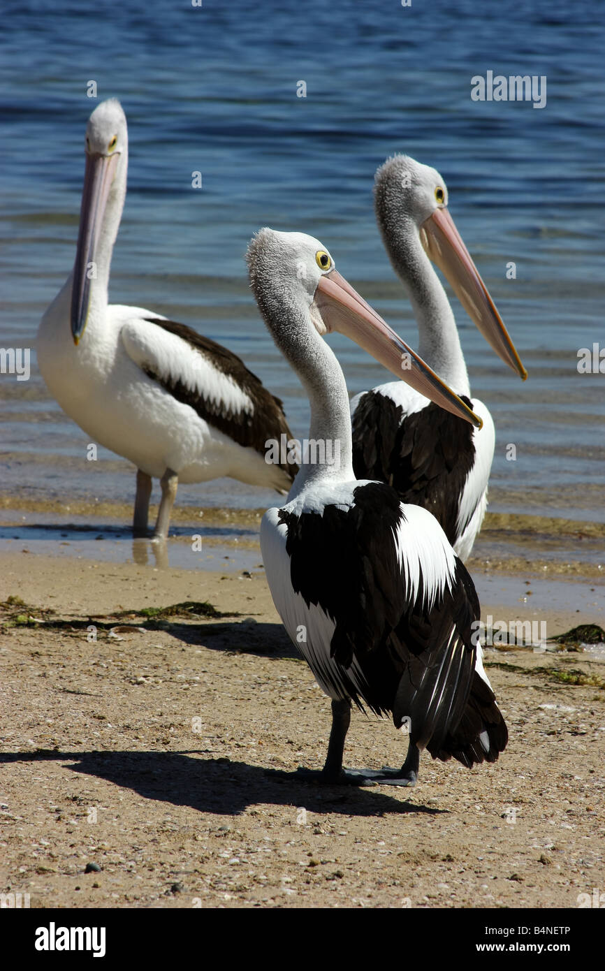 three pelicans on a beach on the west coast of south australia Stock Photo
