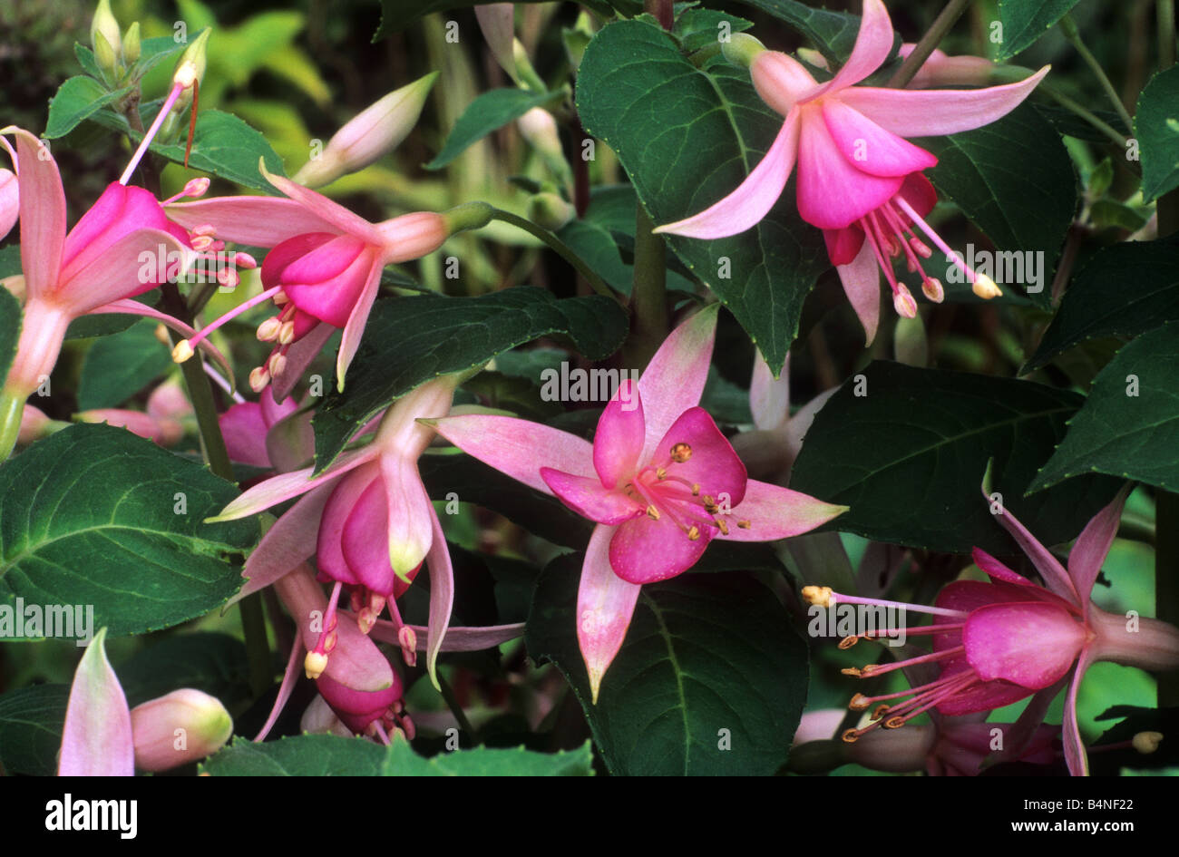 Fuschia 'Walz Jubelteen' pink flower flowers garden plant plants Stock Photo