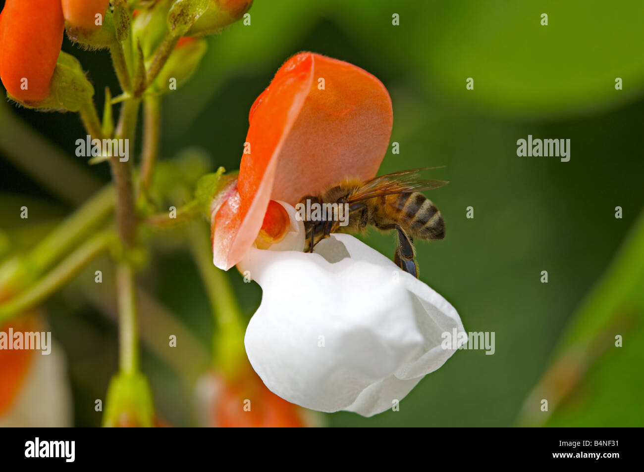 Honey Bee collecting pollen on a Runner Beans flower Stock Photo