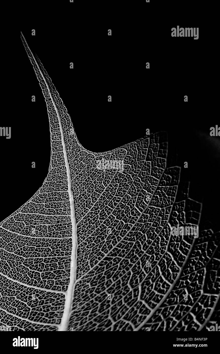 Dry leaf structure Stock Photo