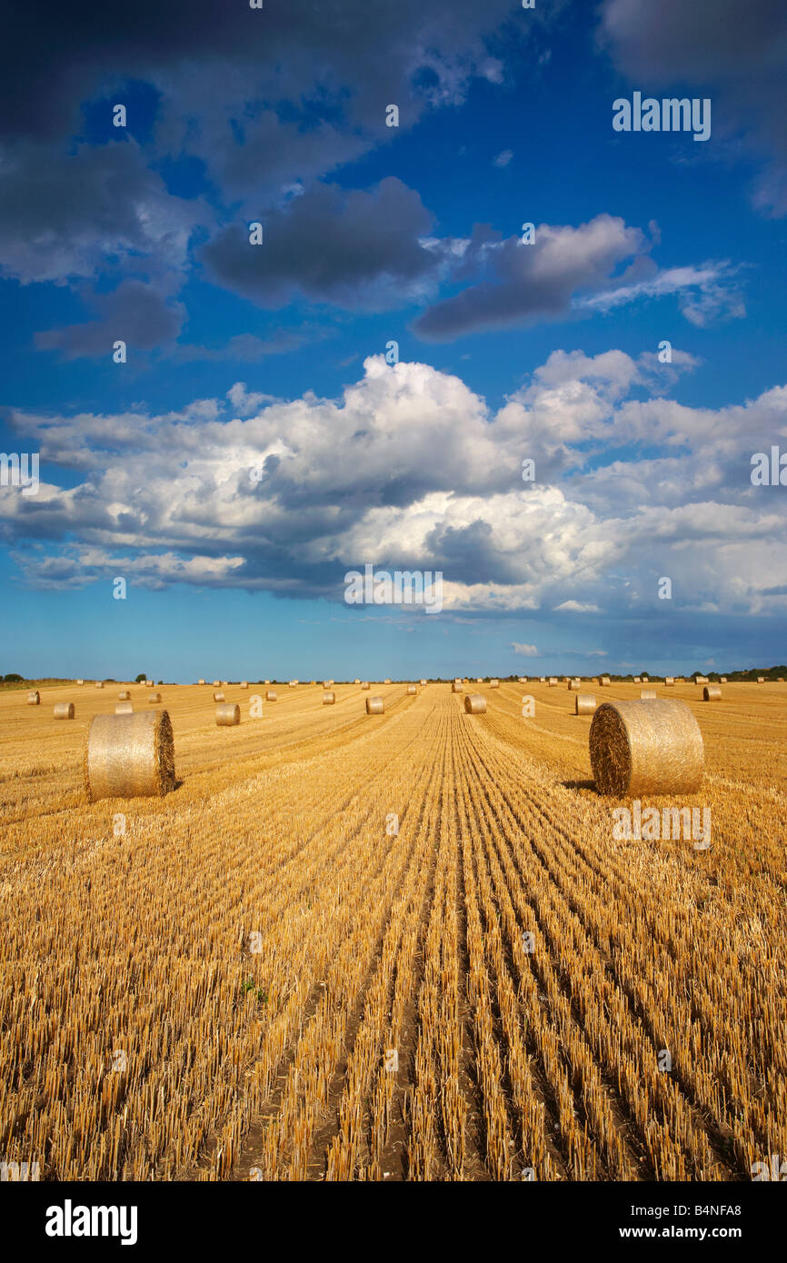 Hay Bales on a blue sunny day following the Summer Harvest in the Norfolk countryside Stock Photo