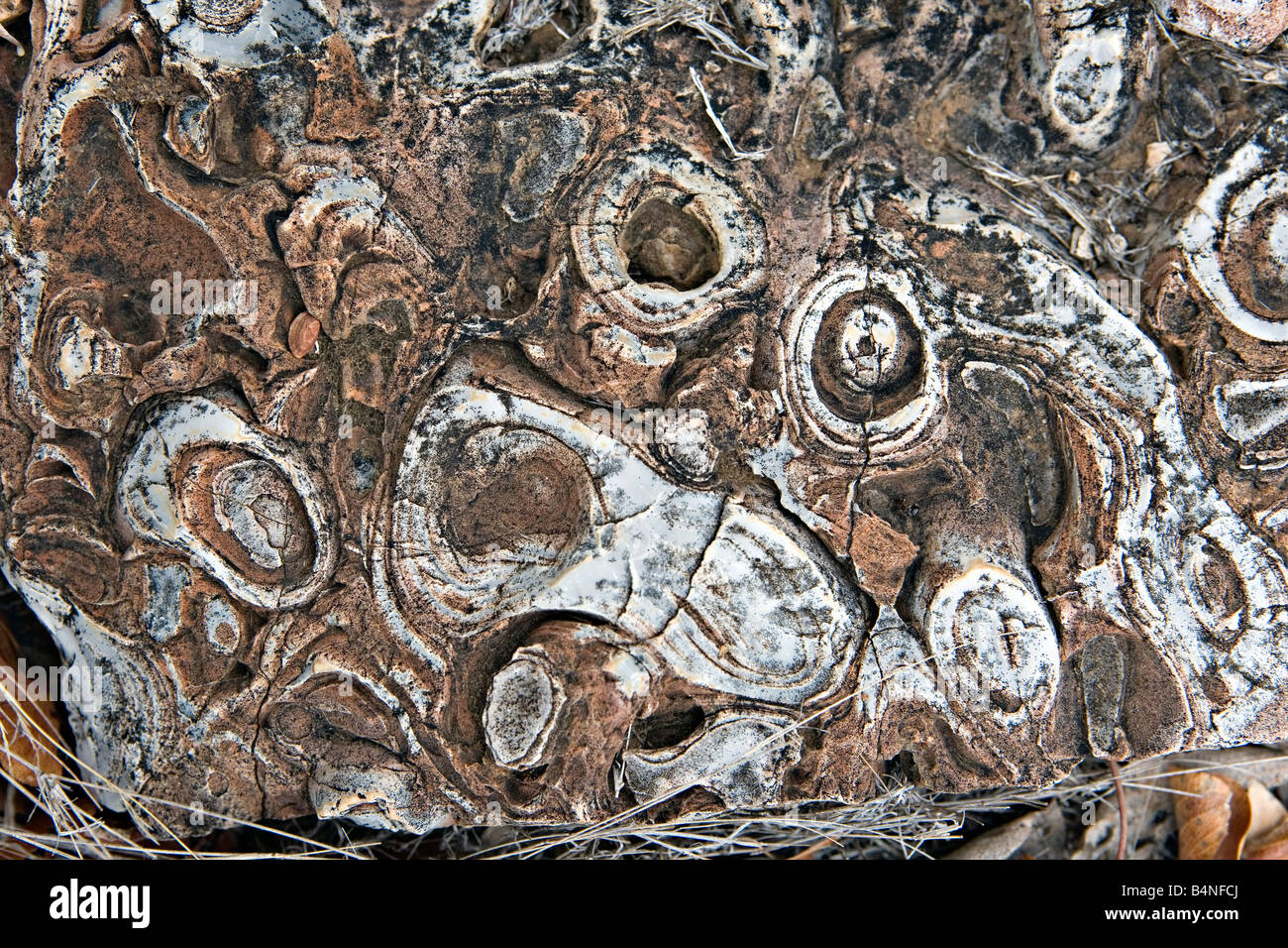 Oncoliths Conophyton hi-res stock photography and images - Alamy