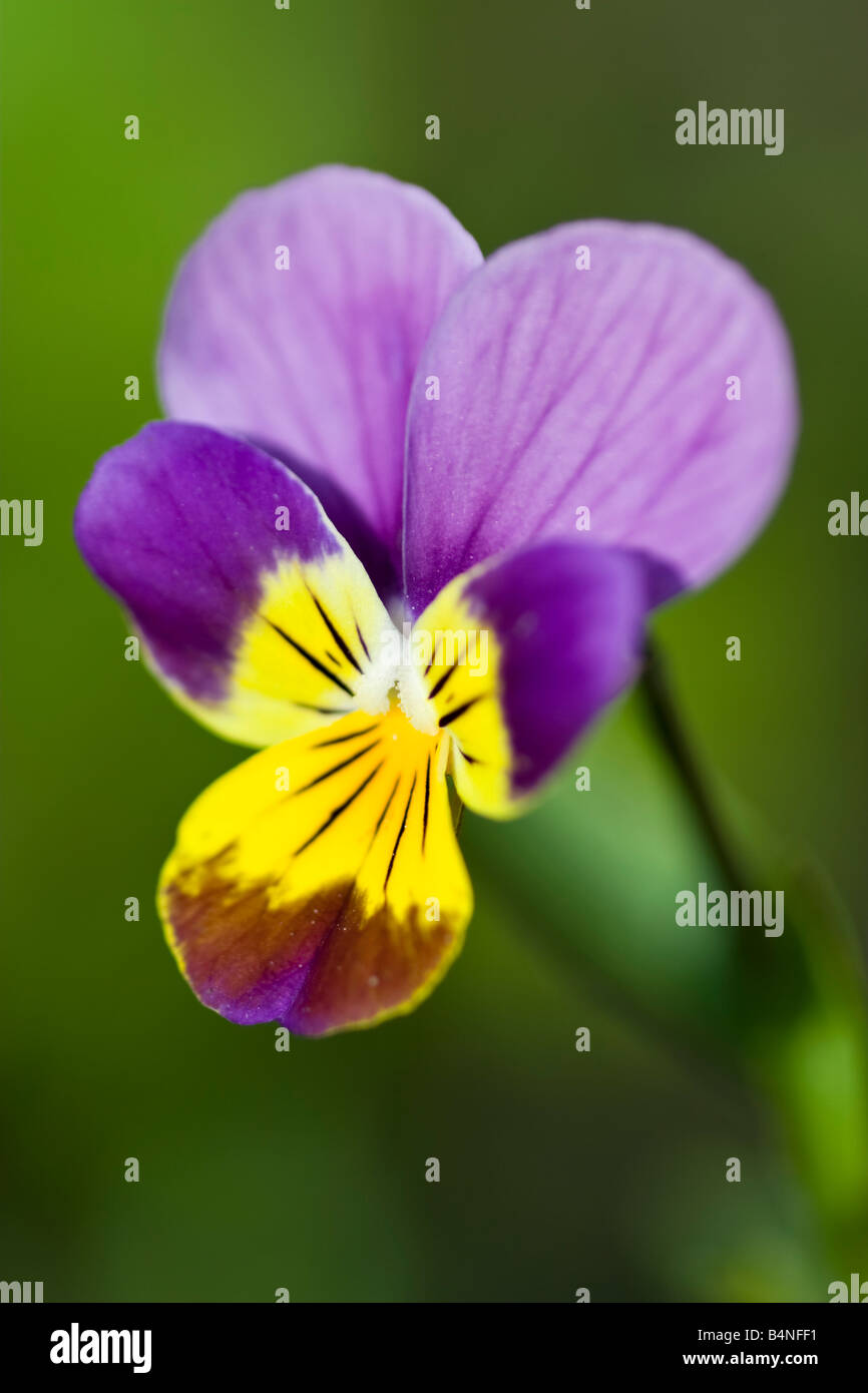 Viola cornuta Stock Photo