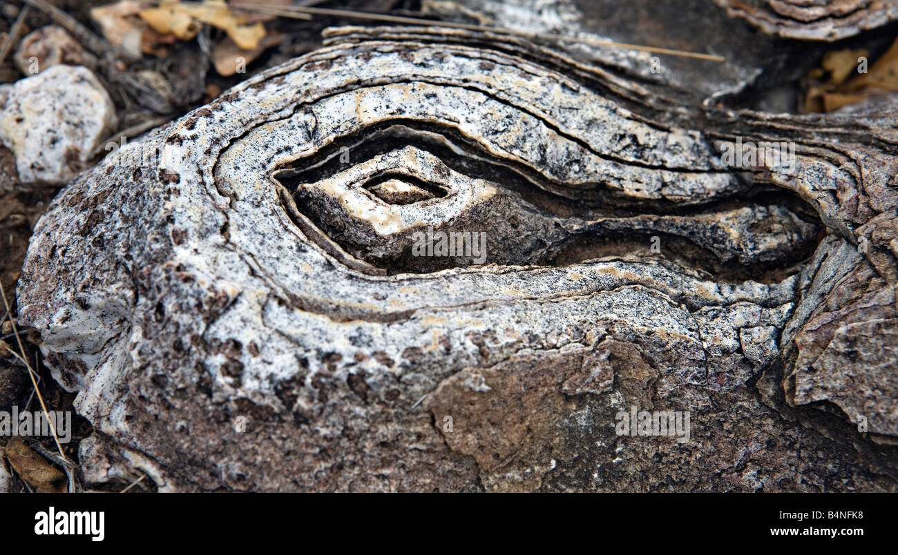 Oncoliths Fossil stromatolites blue green algae hi-res stock photography and ...