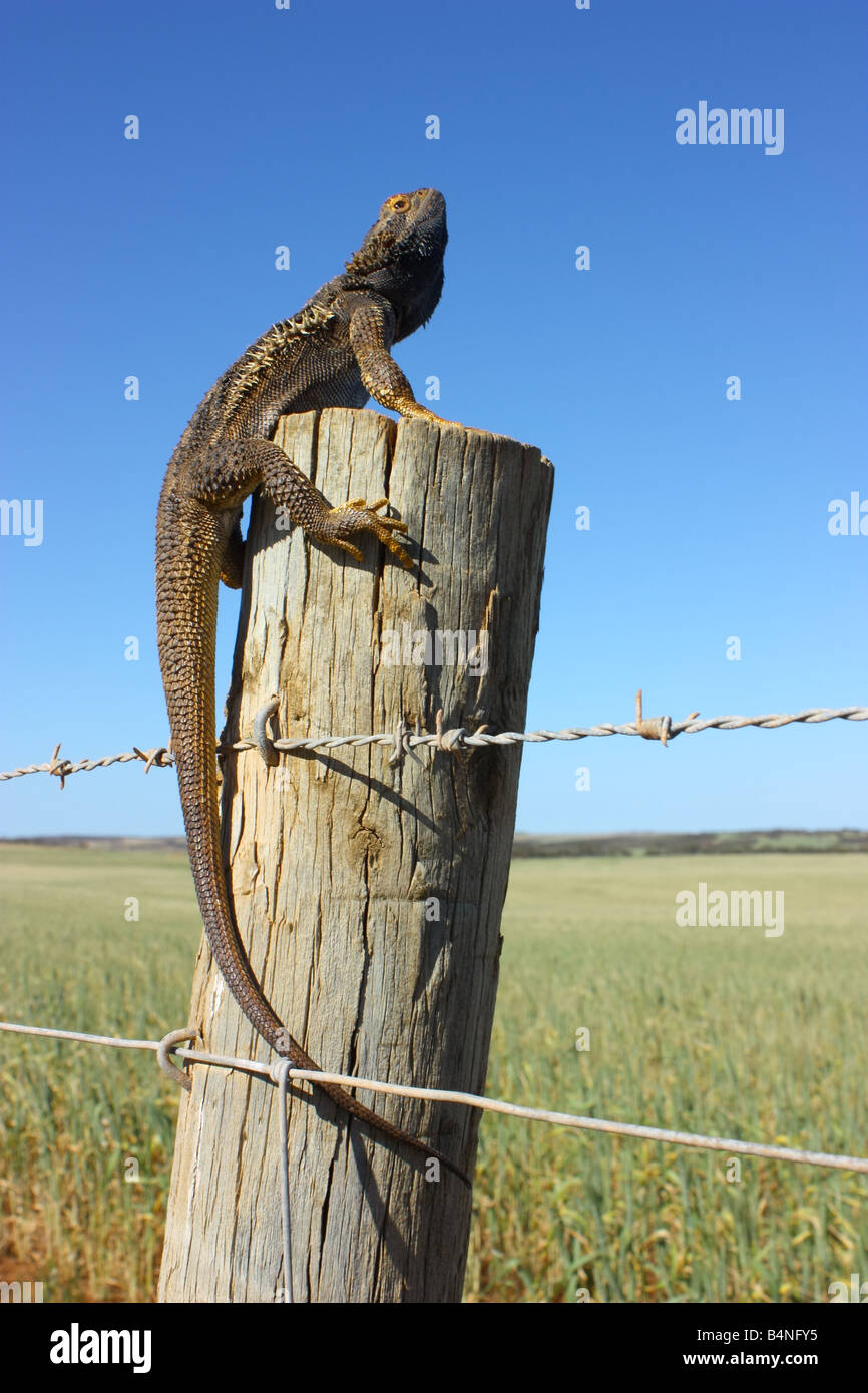 a frill neck lizard on a post in the eyre peninsula region Stock Photo