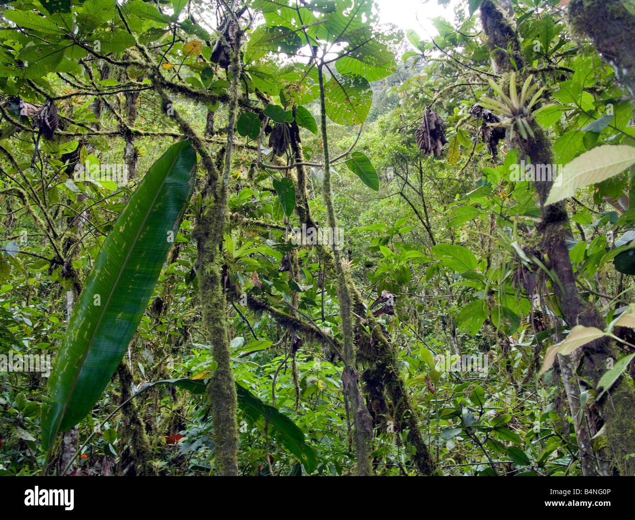 Quito Ecuador Pahuma Rainforest Cloudforest Nebelwald nature reserve