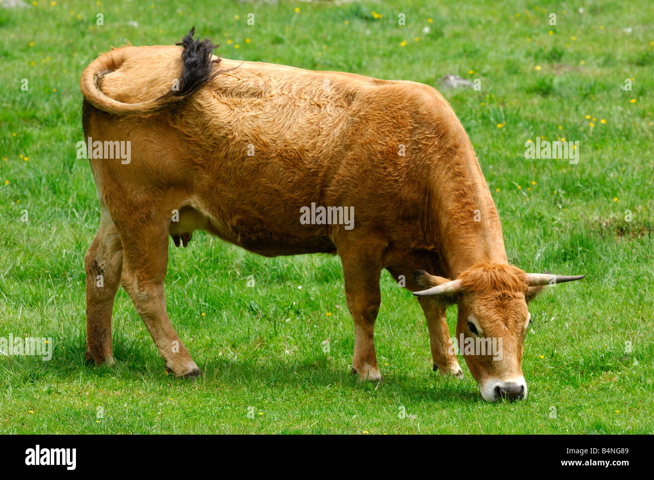Grazing Aubrac cow Aubrac breed Stock Photo
