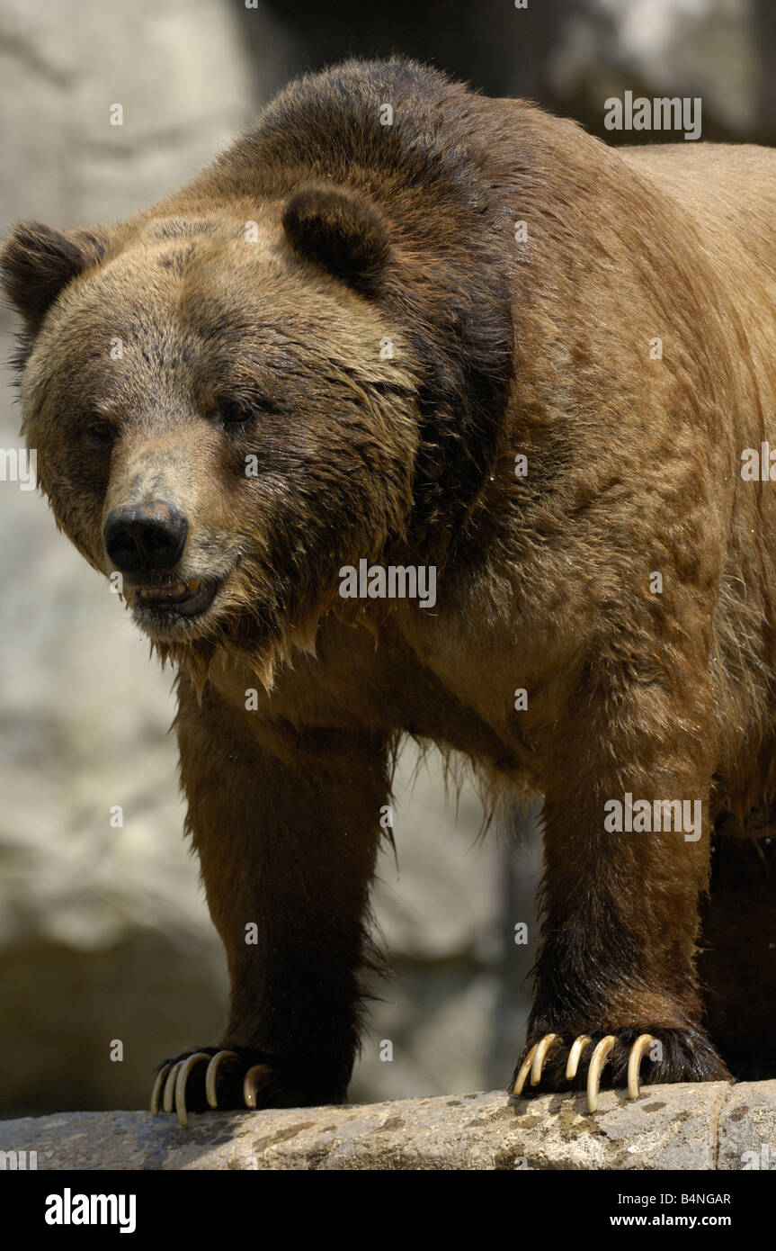 Grizzly bear claws hi-res stock photography and images - Alamy