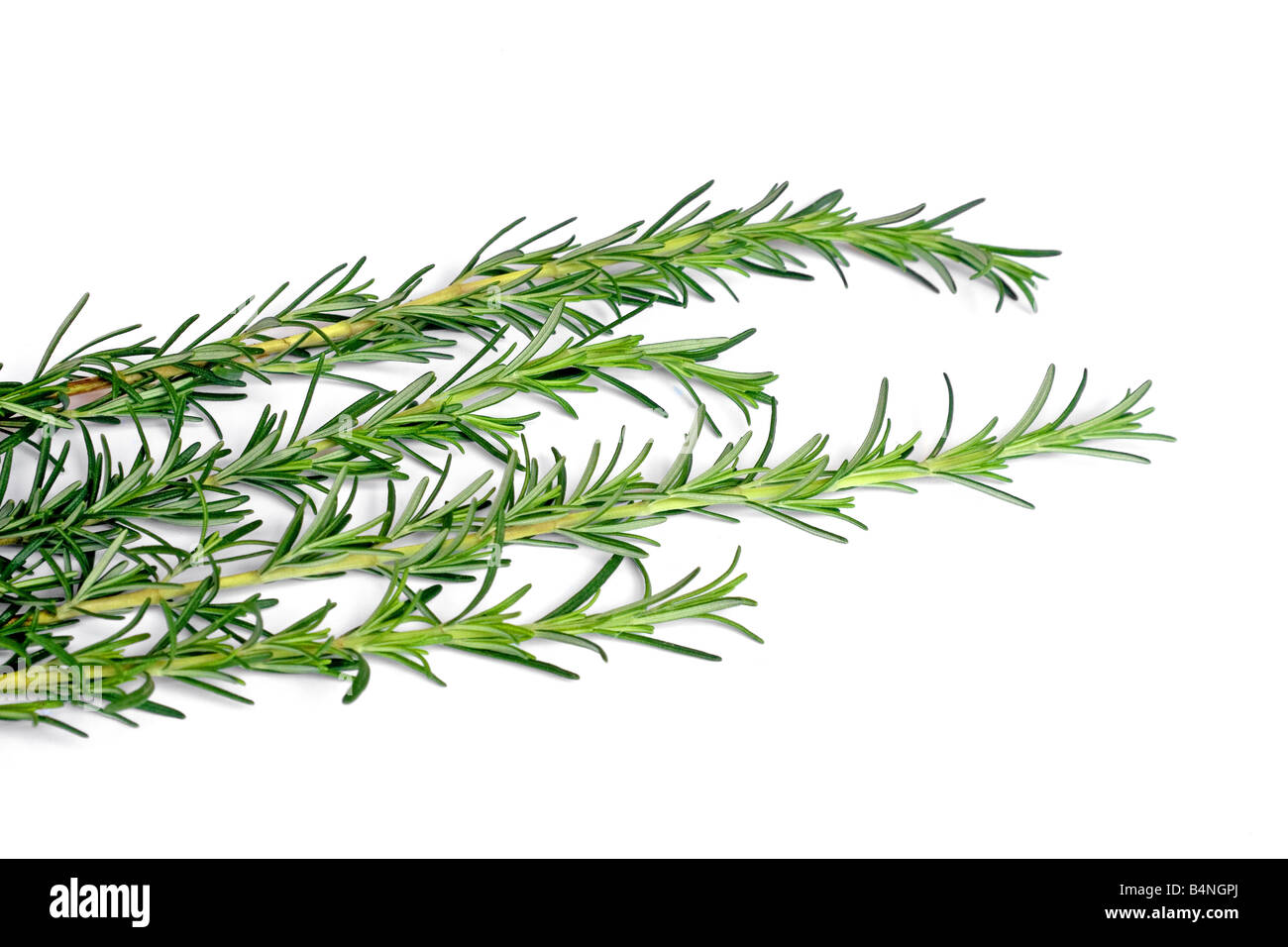 Rosemary sprigs hires stock photography and images Alamy