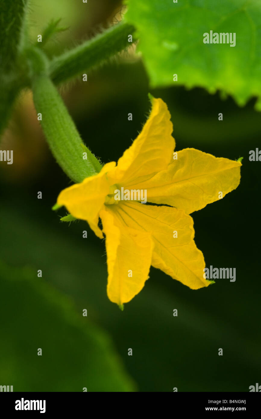 Courgette Growing With Flower on end Stock Photo Alamy