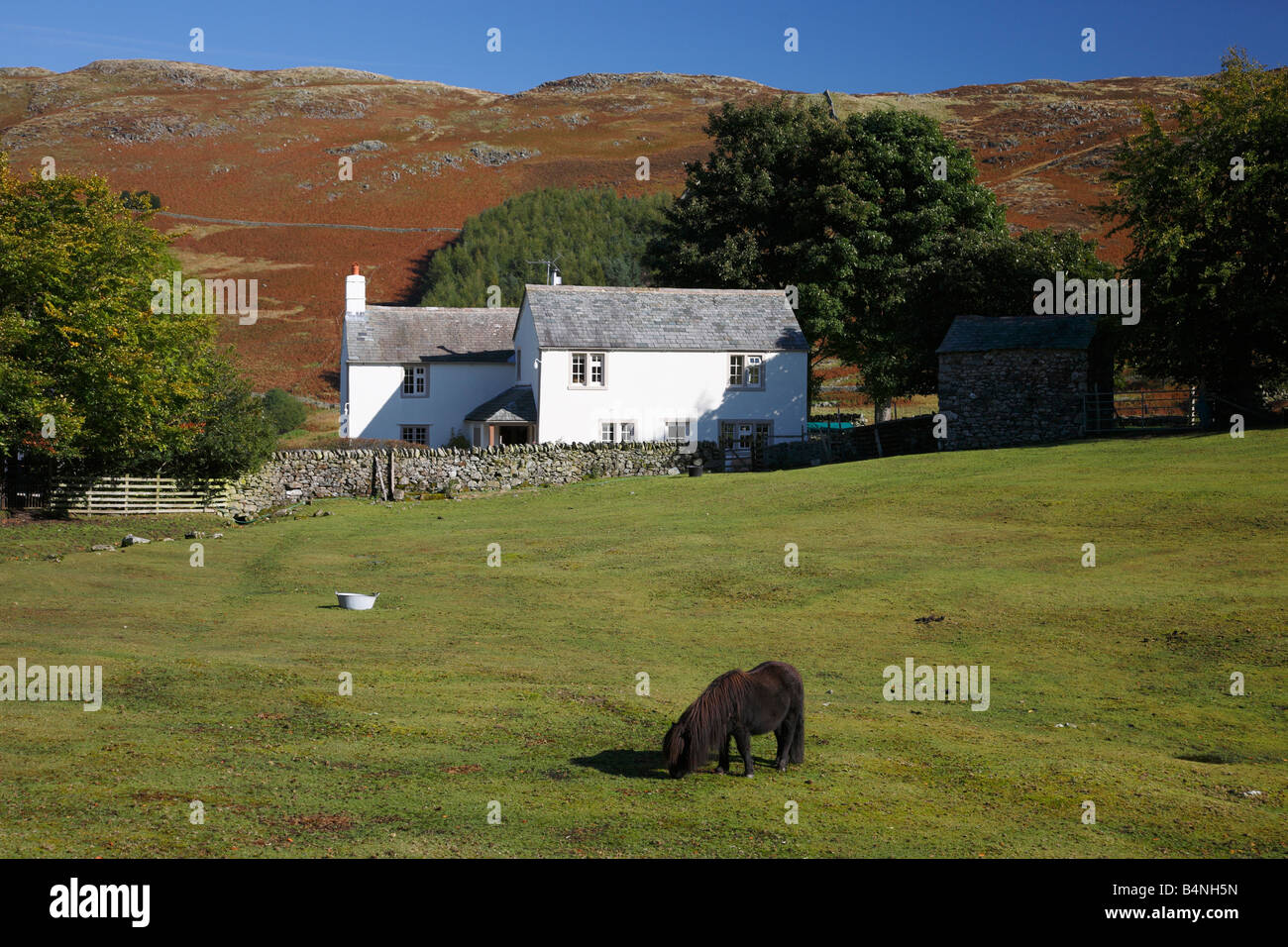 Farm house with fell pony in the field in front of Farm house at Park Gate, Dockray, Ullswater, The Lake District National Park. Stock Photo