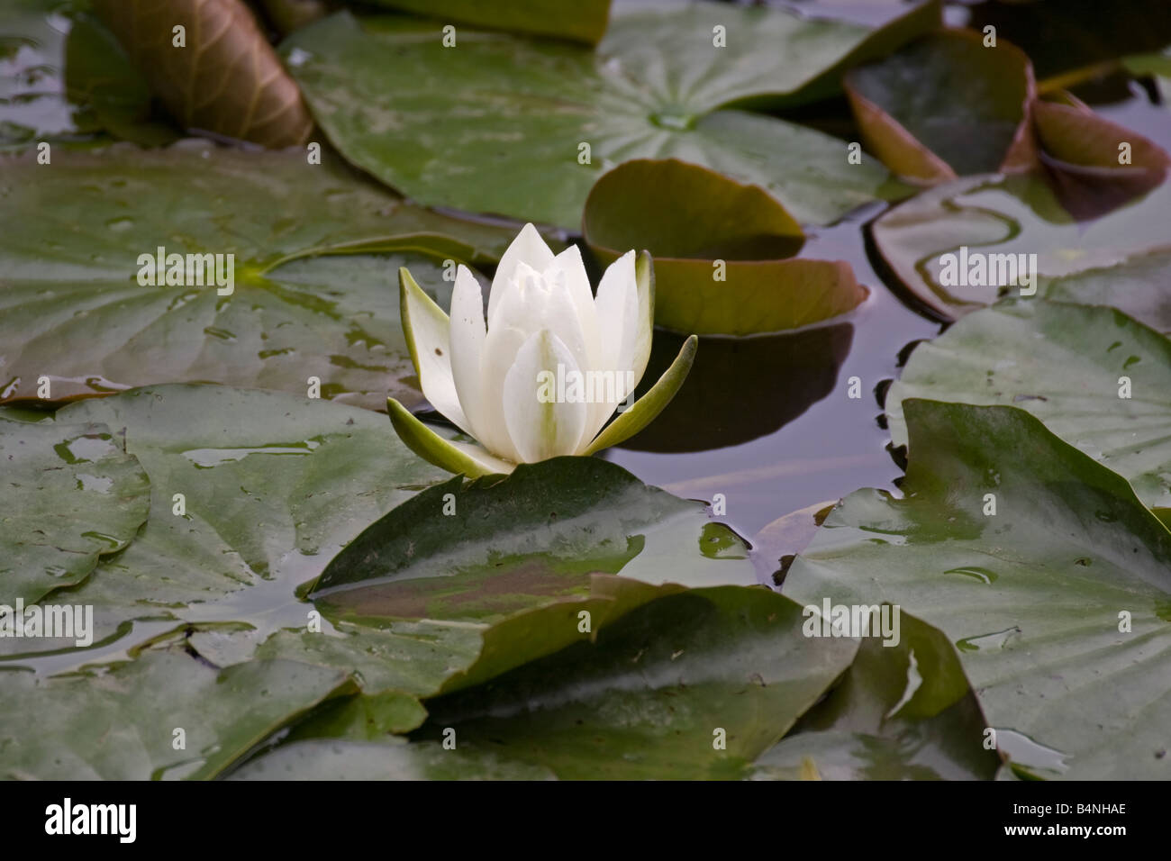 Fleur De Lotus Hi Res Stock Photography And Images Alamy