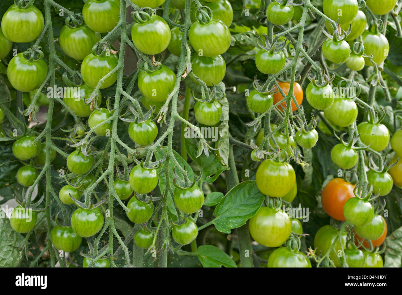 'lycopersicon esculentum' green tomatoes on vines Stock Photo