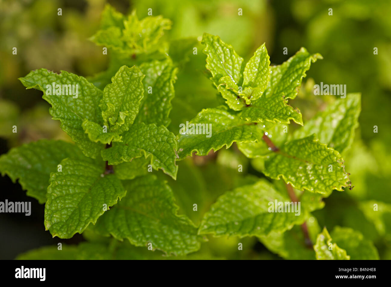 Mint plant, Mentha Stock Photo Alamy