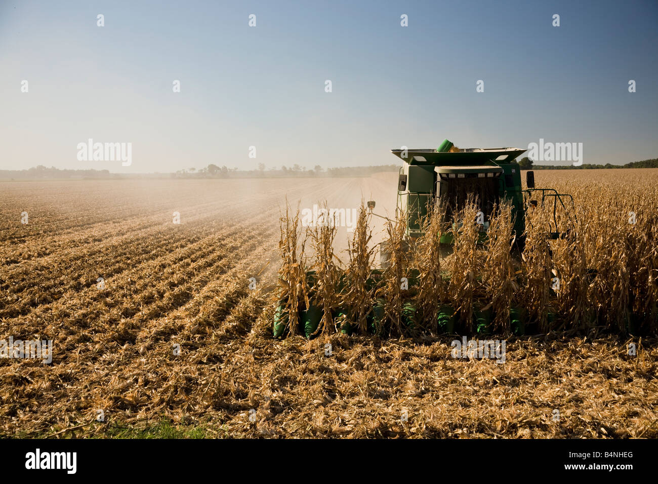 Combine tractor harvesting corn in a field in Arkansas. Stock Photo