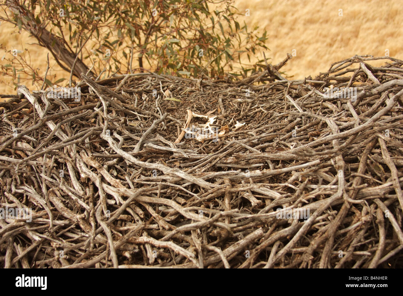 a wedge tailed eagles nest in a field on the eyre peninsula australia