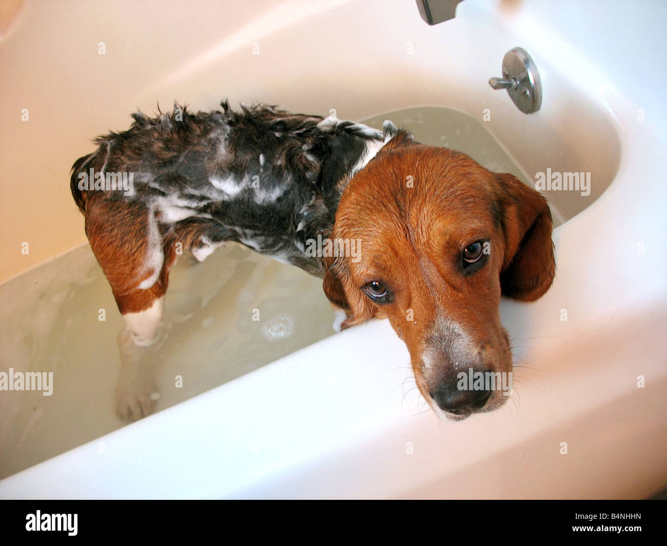 A beagle dog about a year old getting a bath Stock Photo