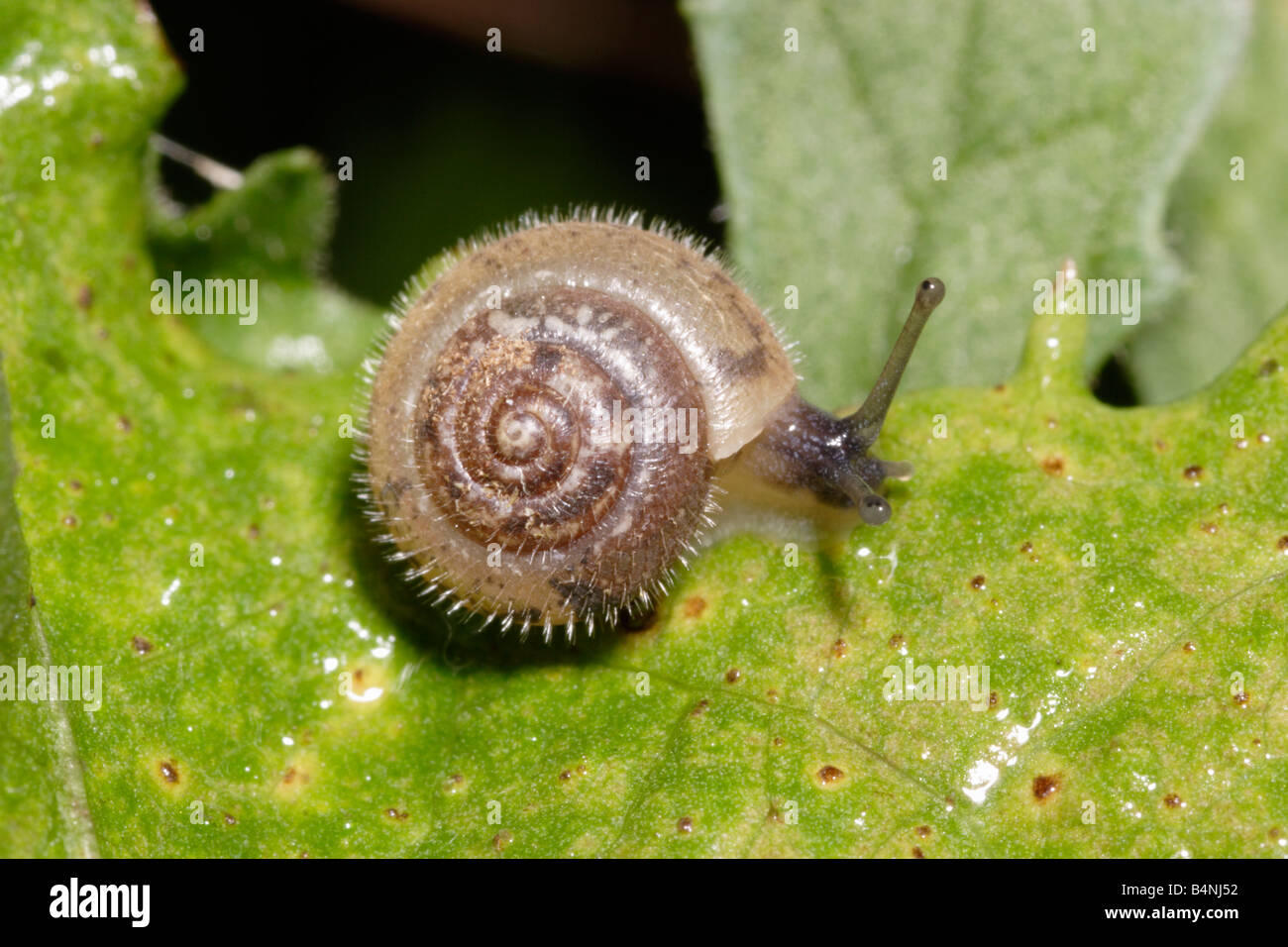 Silky snail Ashfordia Monacha granulata Helicidae UK Stock Photo