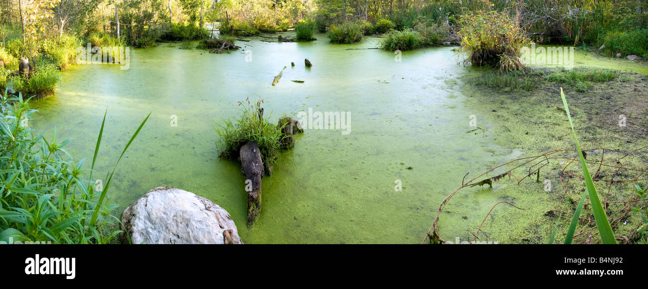 Panoramic swamp with decaying logs and swamp plant life. Duck weed is covering the water surface Stock Photo