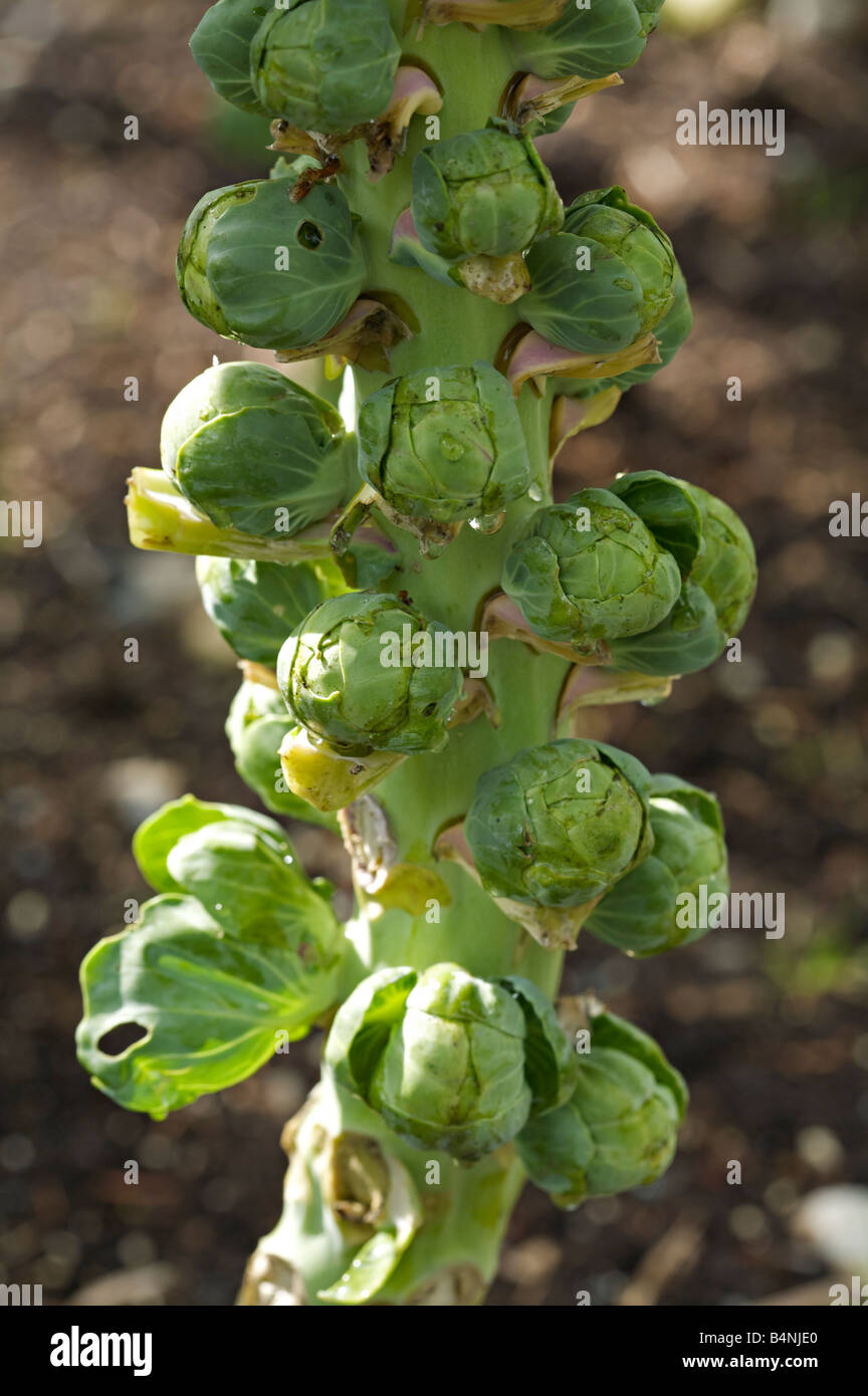 "Brassica oleracea", Brussels Sprouts Stock Photo Alamy