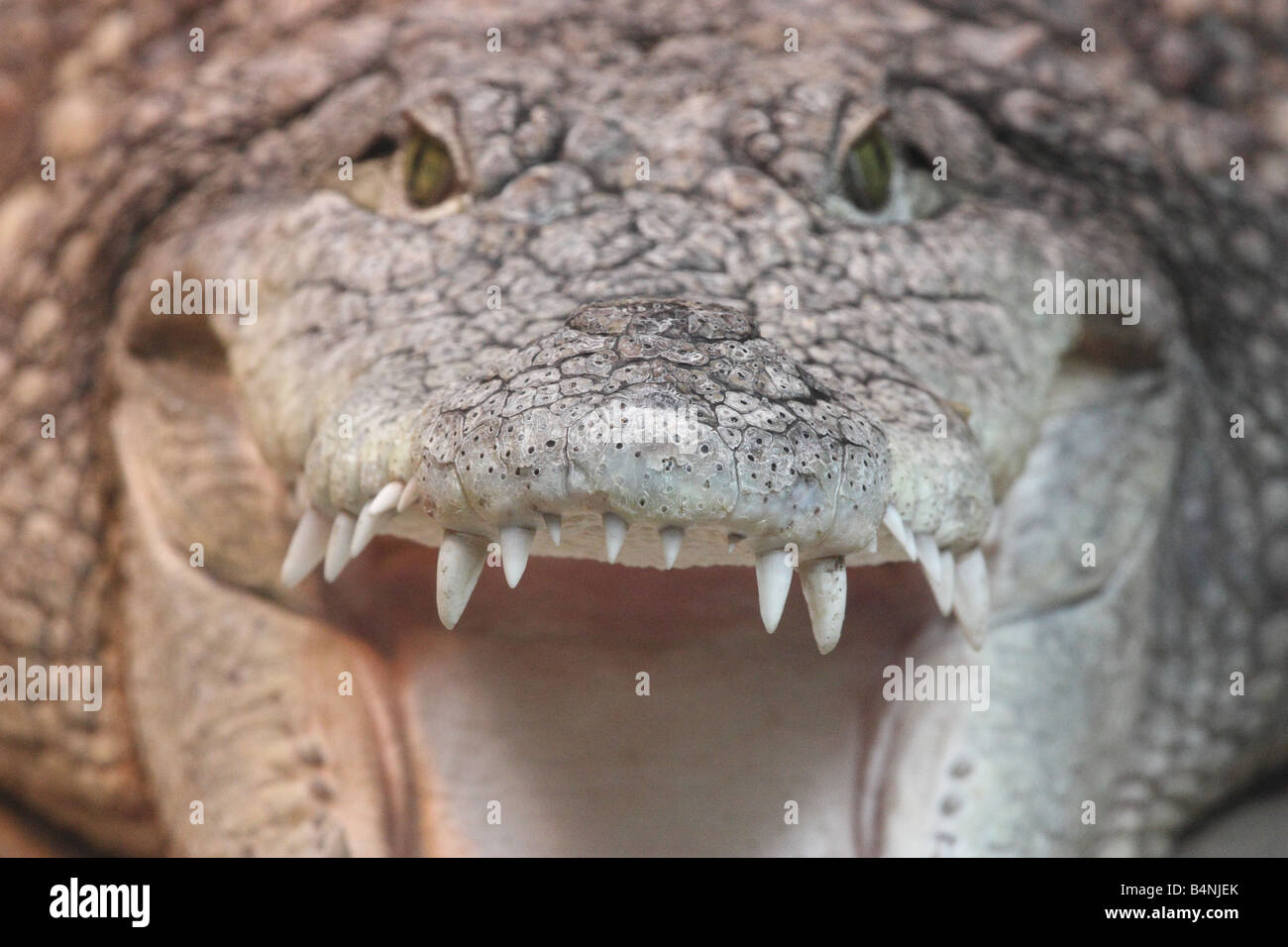 Crocodile.Crocodylus niloticus. Stock Photo