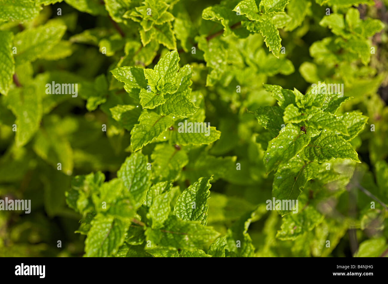 Plants and aromatic plants medicinal hires stock photography and