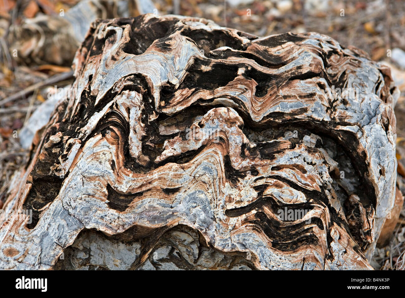 Oncoliths Accretionary structures hi-res stock photography and images - Alamy