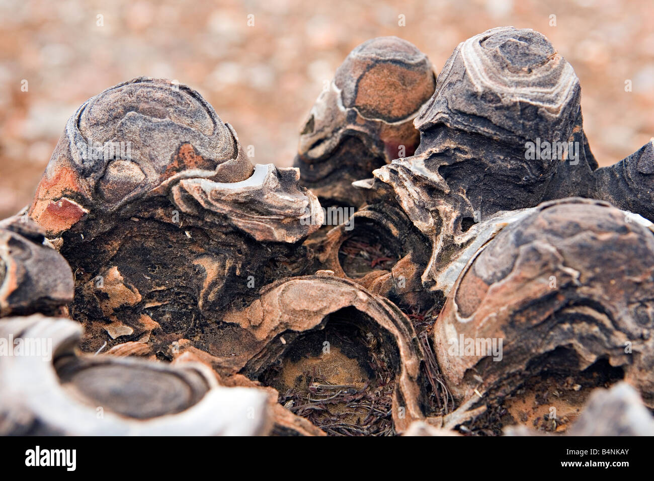 Oncoliths Conophyton hi-res stock photography and images - Alamy