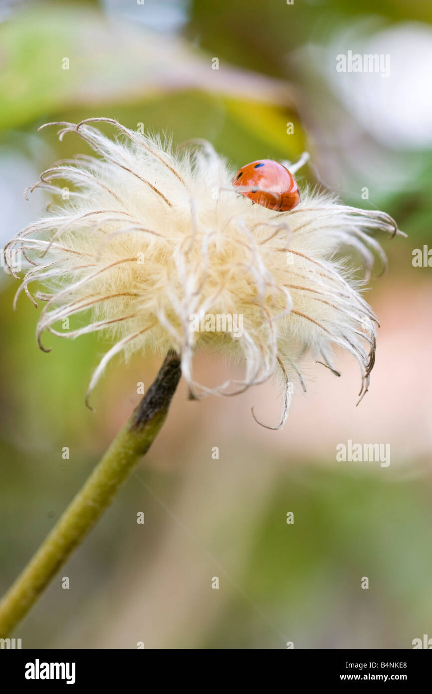 Humulus lupulus hi-res stock photography and images - Alamy