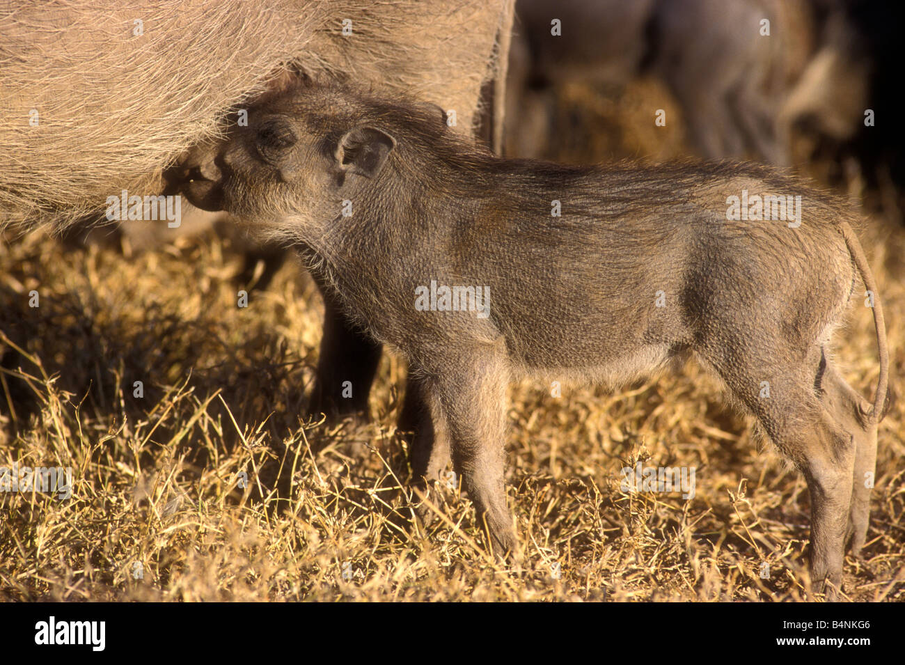 Baby infant warthog suckling PHACOCHOERUS AETHIOPICUS Sweetwaters Reserve Kenya Stock Photo