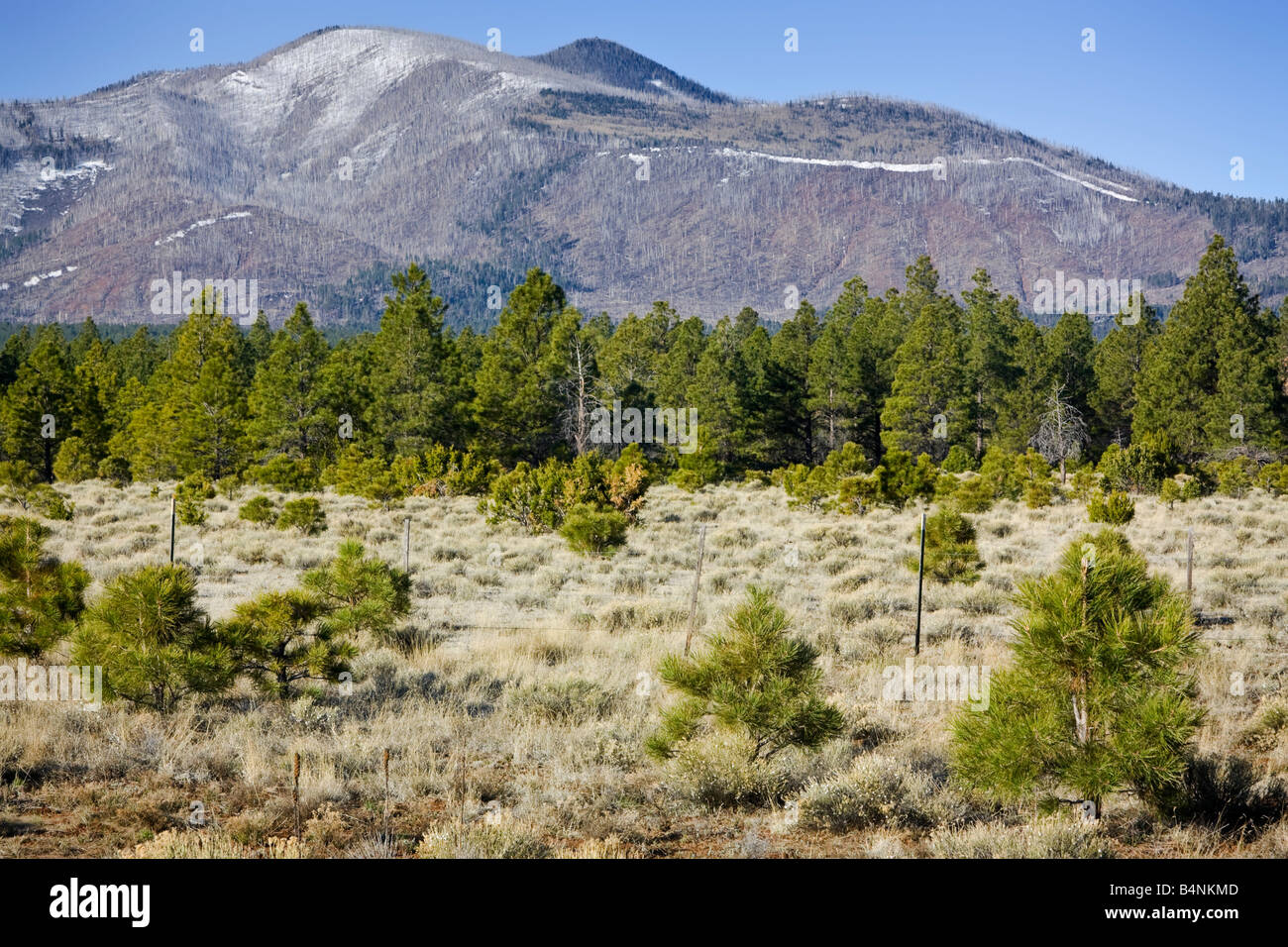 Pine tree forest at the front of a mountain Stock Photo - Alamy