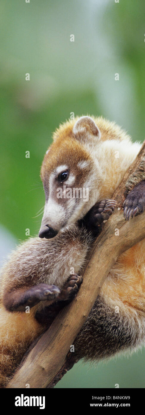 White Nosed Coati Mundi Nasua narica Belize Stock Photo