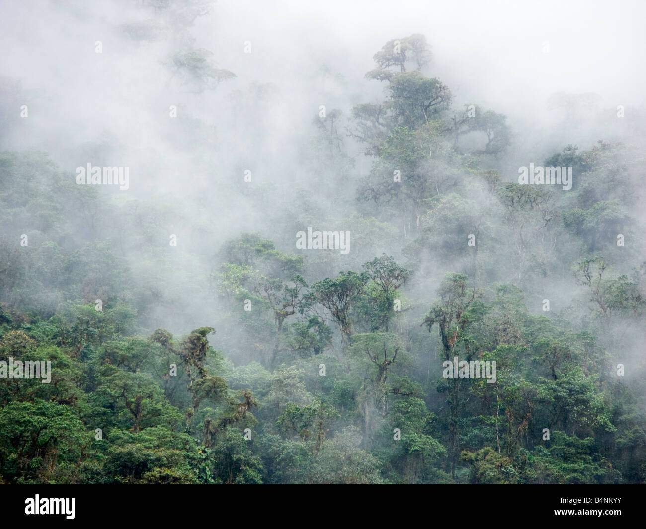Quito Ecuador Pahuma Rainforest Cloud forest Nebelwald Nature Reserve quito-ecuador-pahuma-rainforest-cloud-forest-nebelwald-nature-reserve