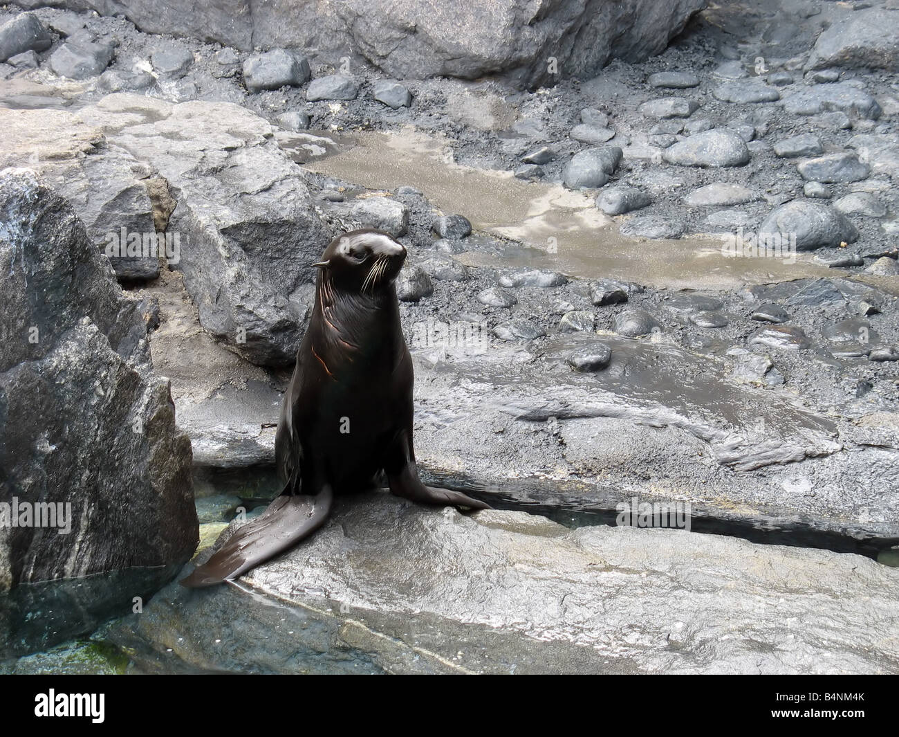 Sea lion wallpaper hi-res stock photography and images - Alamy
