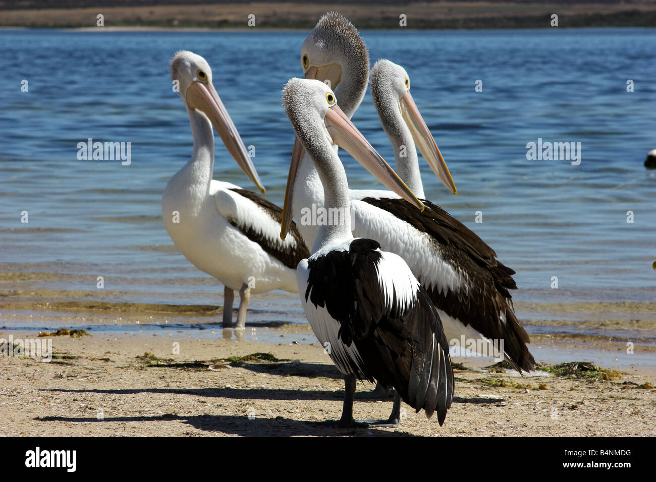four pelicans on a beach on the west coast of south australia Stock Photo
