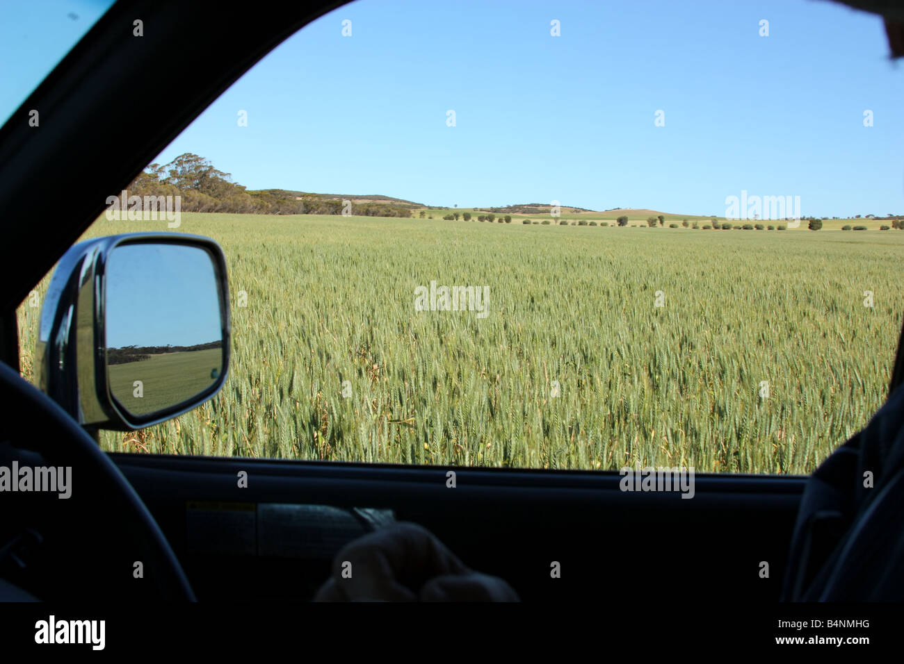 a wheat crop on the eyre peninsula australia Stock Photo