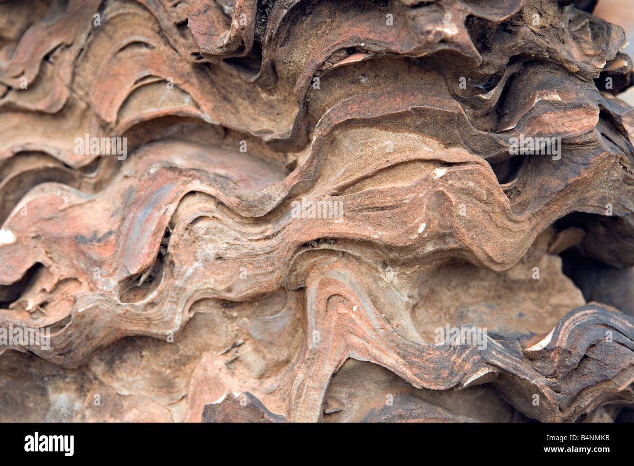 Oncoliths Conophyton hi-res stock photography and images - Alamy