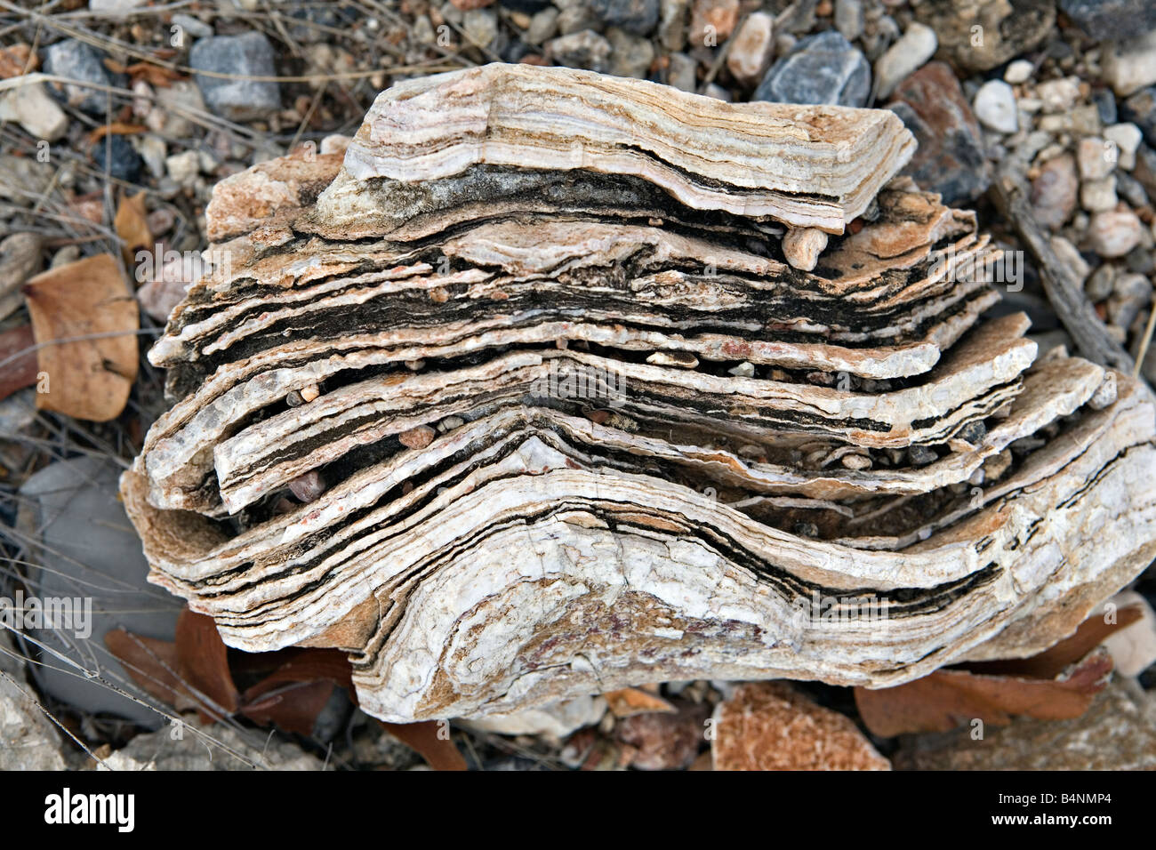 Close up of stromatolites & oncolites fossil records in Otavi Stock