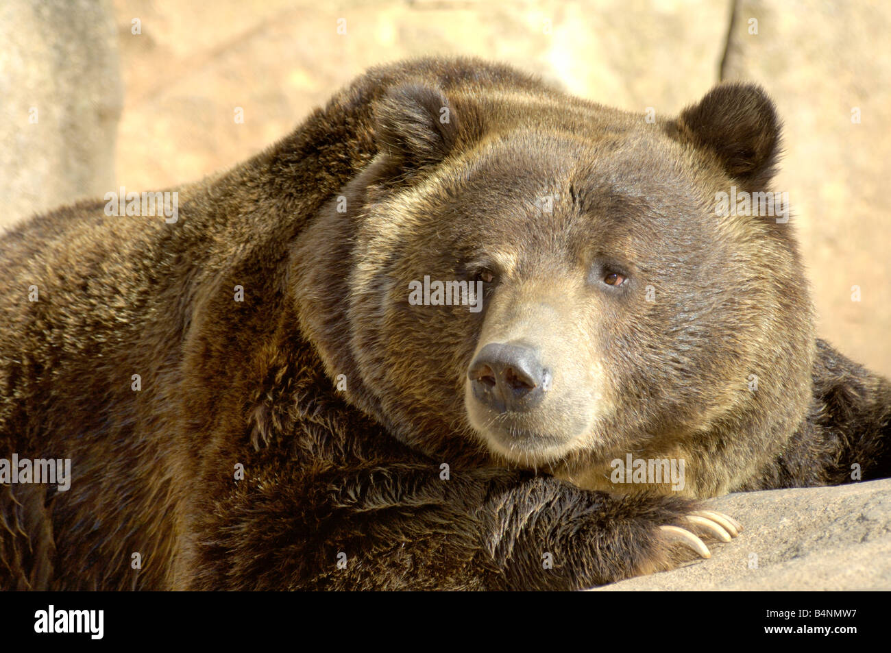 Enjoying the sunshine. Stock Photo