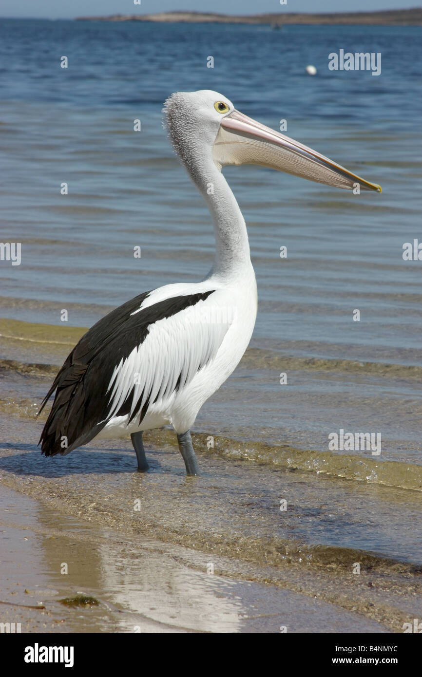 a lone pelican on the shoreline at a west coast location of bairds bay Stock Photo