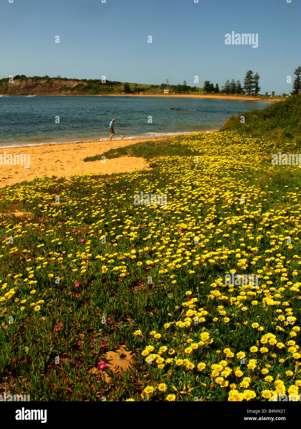 Seaside Daisies at The Basin Collaroy Australia Stock Photo