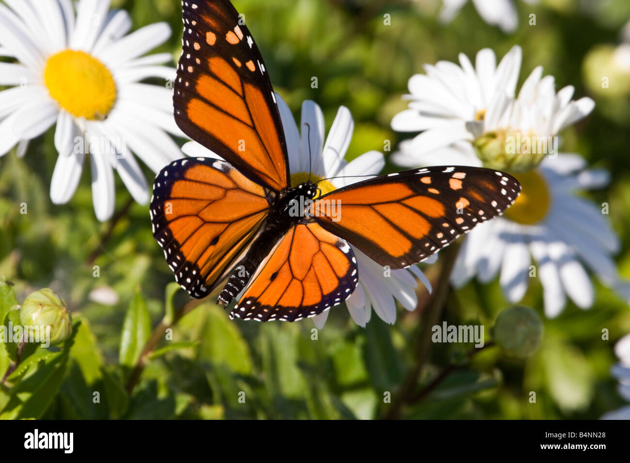 Monarch Butterfly on a Daisy Stock Photo
