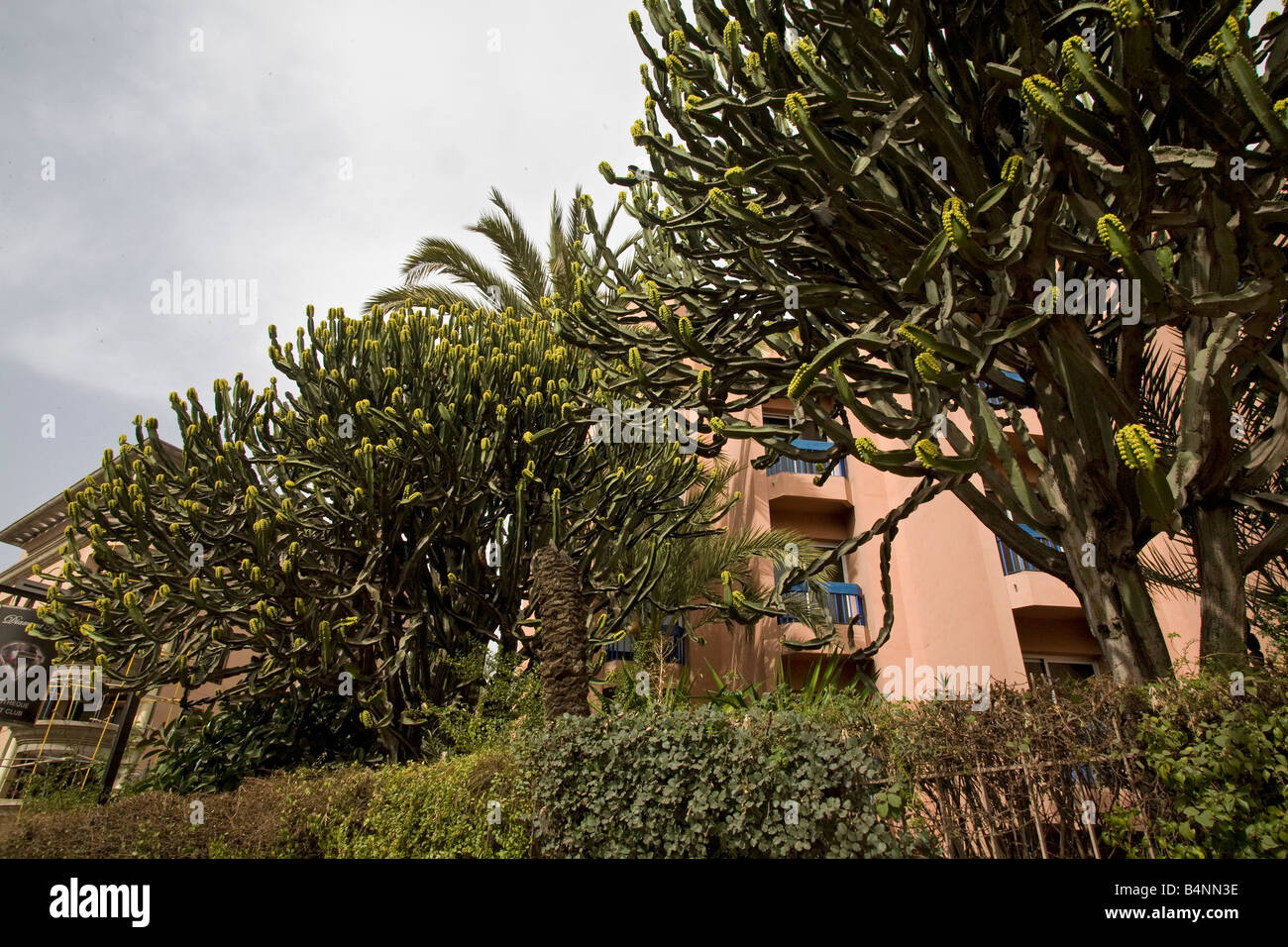 Cactus tree with yellow flowers near house.Cacti Morocco. Horizontal