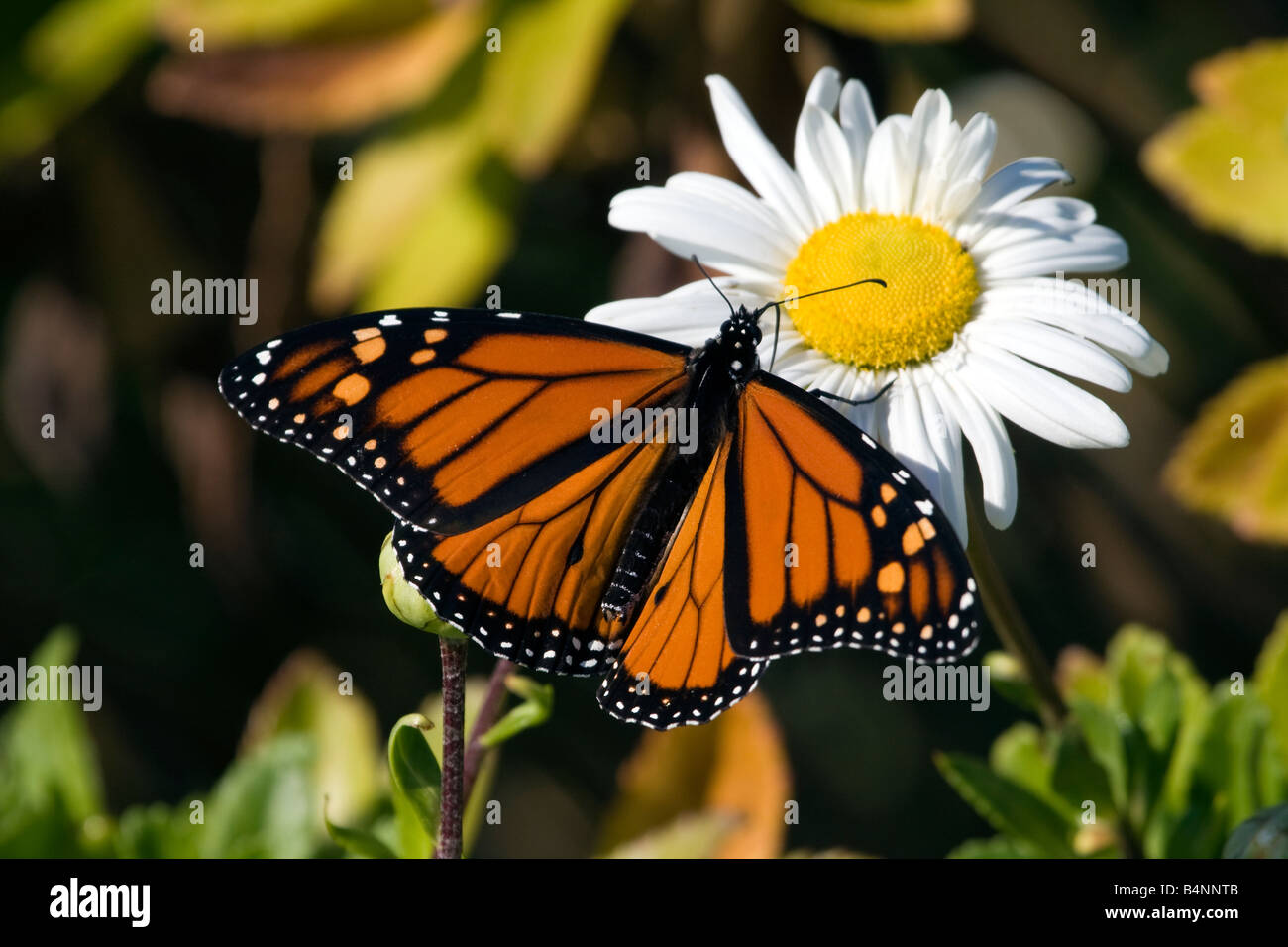 Monarch Butterfly feeding on a daisy Stock Photo